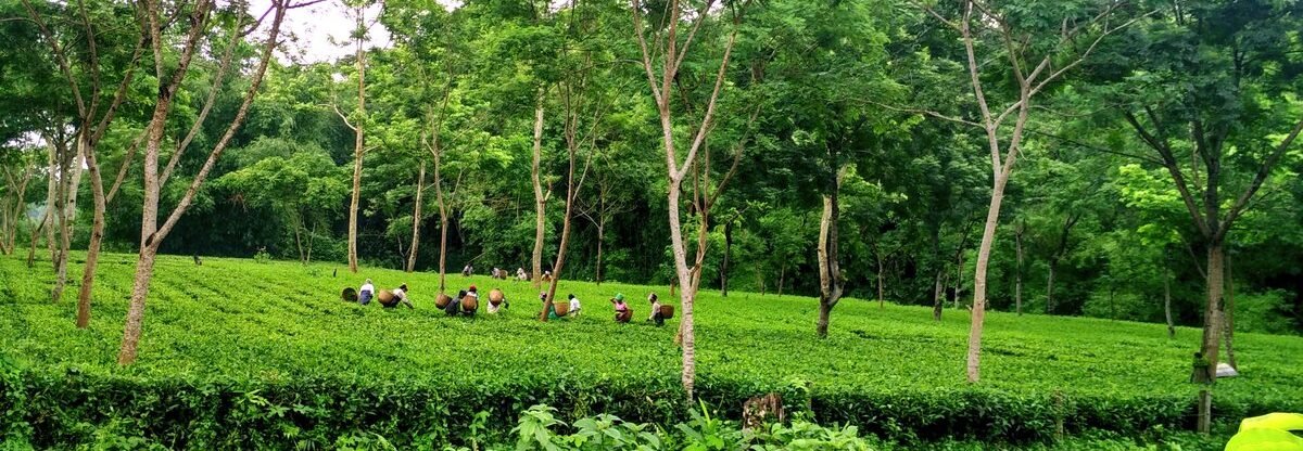 Tea_Garden_Assam